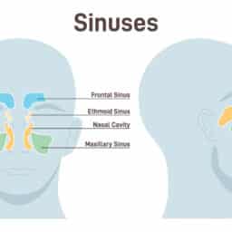 Sinus illustration