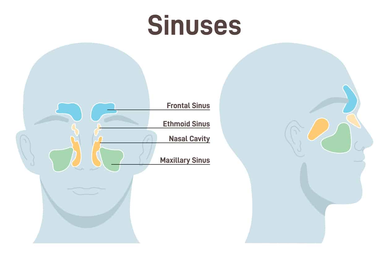 Sinus illustration.